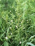 Stellaria filicaulis