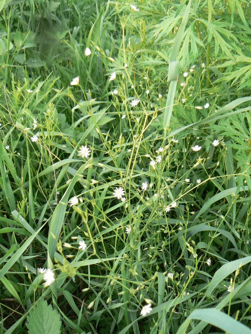 Image of Stellaria filicaulis specimen.