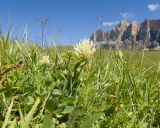 Trifolium trichocephalum. Цветущее растение. Кабардино-Балкария, Черекский р-н, окр. с/п Верхняя Балкария, южный склон горы Бекаирбаши, ≈ 2200 м н.у.м., субальпийский луг. 29.07.2024.