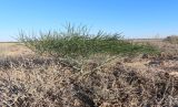 Ferula varia. Вегетирующее растение. Казахстан, Туркестанская обл., Сузакский р-н, Западная Бетпак-Дала, окр. пос. Кыземшек (бывш. Степной), равнинная полынно-боялычная пустыня, на глинистой почве. 16 апреля 2025 г.