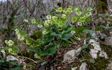 View full-size image Helleborus caucasicus