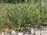 Смотреть изображение Matricaria discoidea