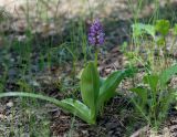 View full-size image Orchis militaris