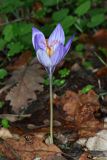 View full-size image Crocus speciosus