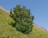 View full-size image Juniperus oblonga