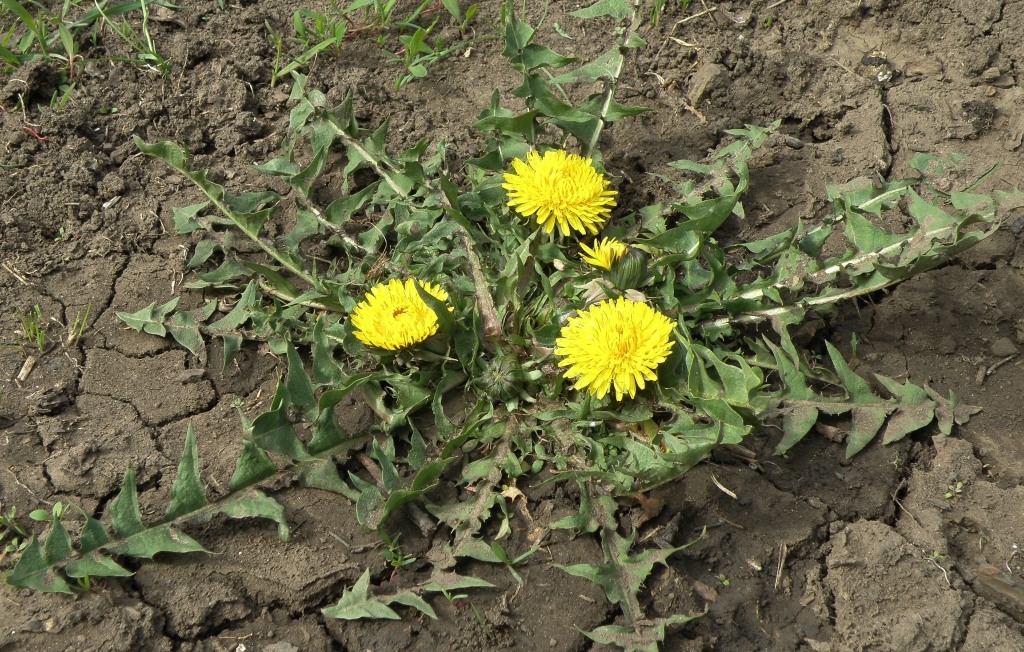 Image of genus Taraxacum specimen.