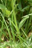 View full-size image Veronica gentianoides