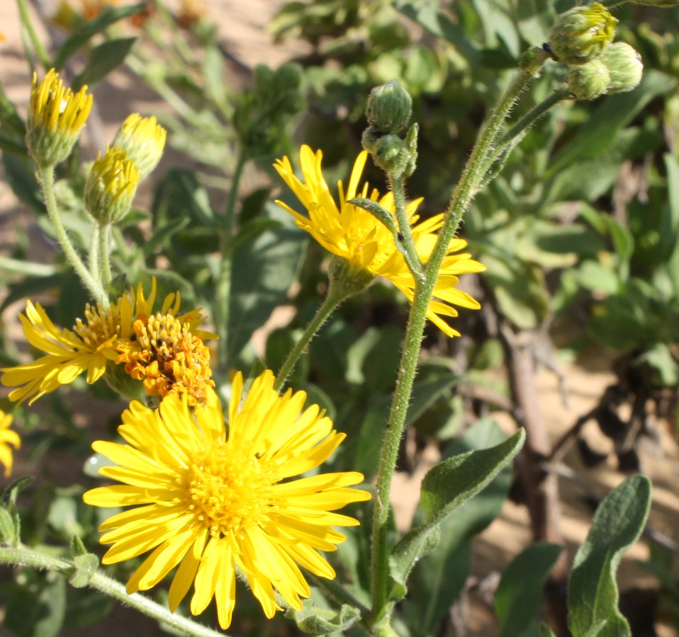 Изображение особи Heterotheca subaxillaris.