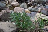 View full-size image genus Mentha