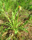 Taraxacum marklundii. Отцветшее растение. Ярославская обл., Брейтовский р-н, с. Горинское, берег р. Себла. 30.05.2010.