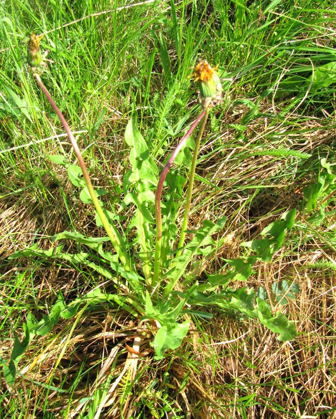 Image of Taraxacum marklundii specimen.