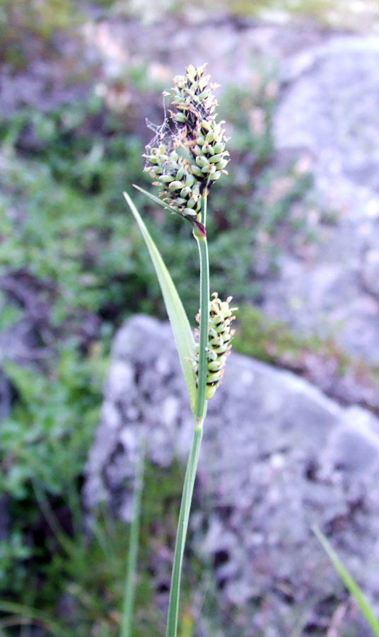 Image of Carex adelostoma specimen.