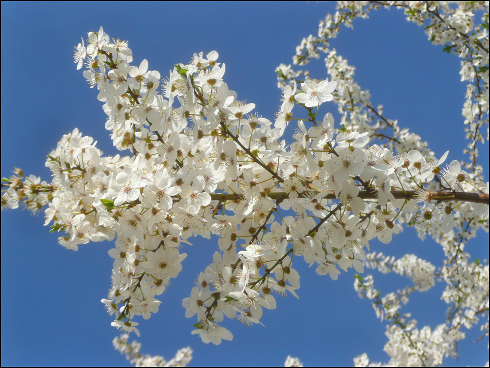 Image of Prunus cerasifera specimen.