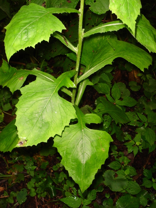 Изображение особи Lactuca raddeana.