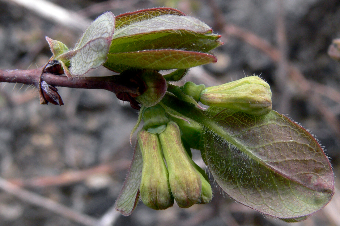 Image of Lonicera &times; subarctica specimen.