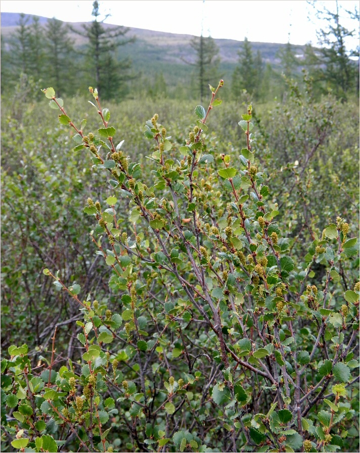 Image of Betula nana specimen.