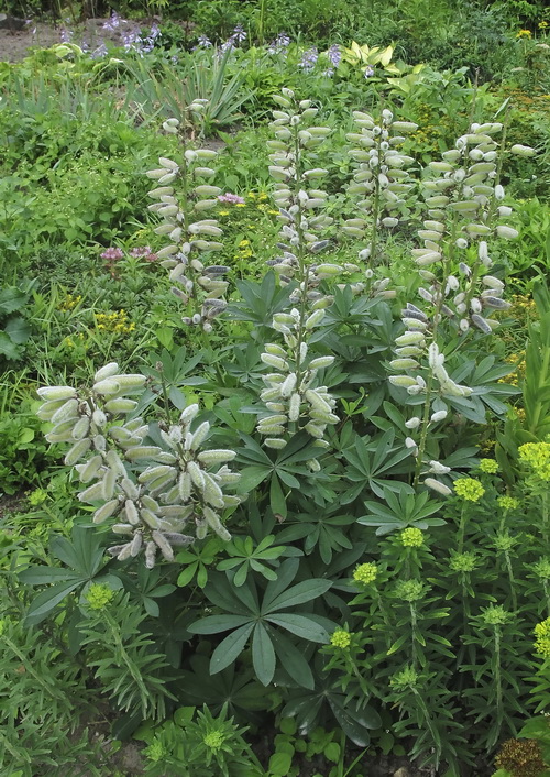 Image of Lupinus polyphyllus specimen.