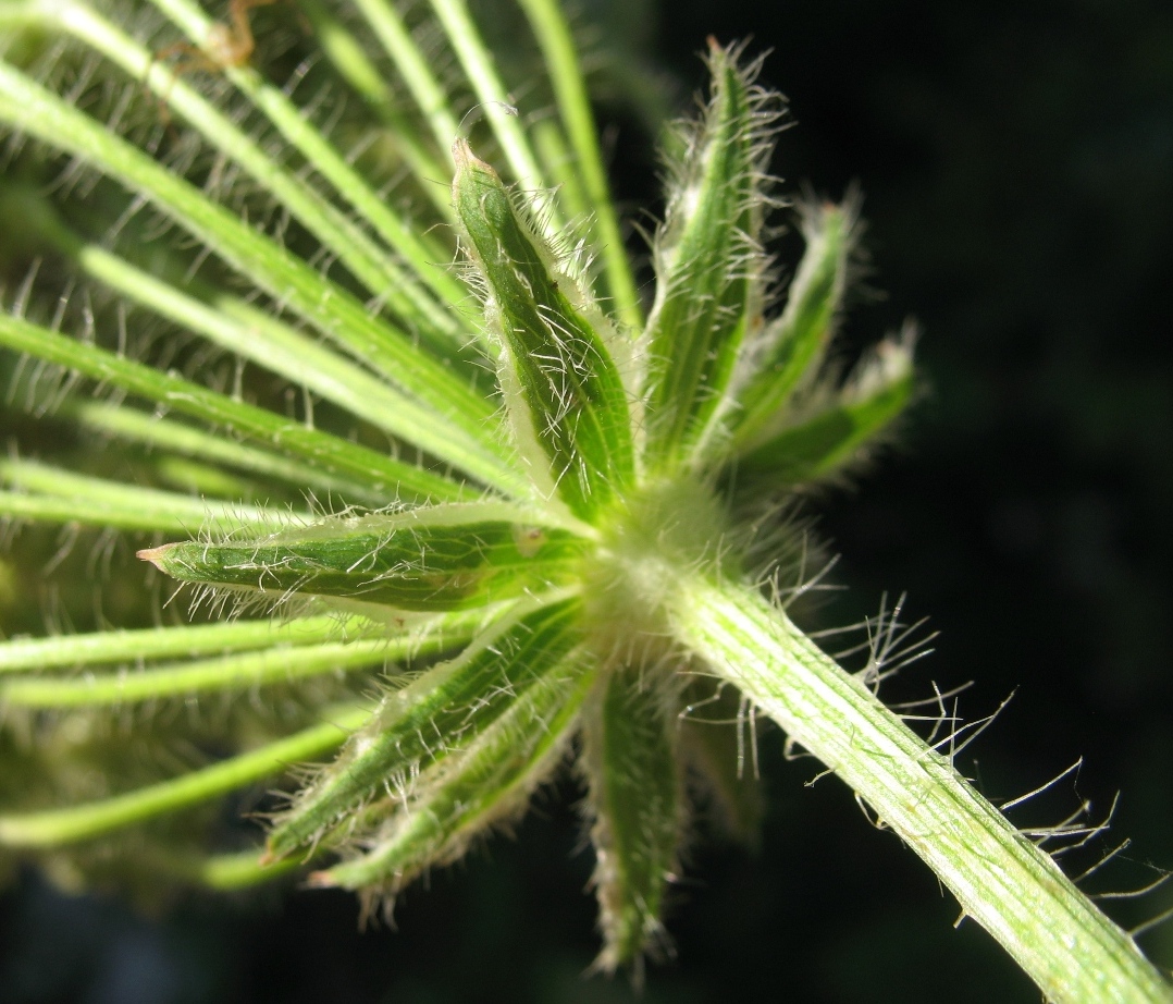 Image of Laserpitium hispidum specimen.