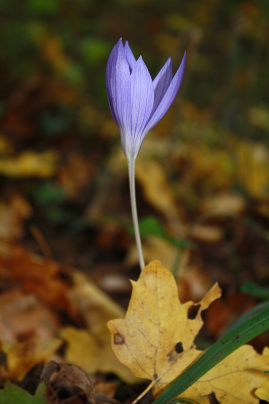 Изображение особи Crocus speciosus.