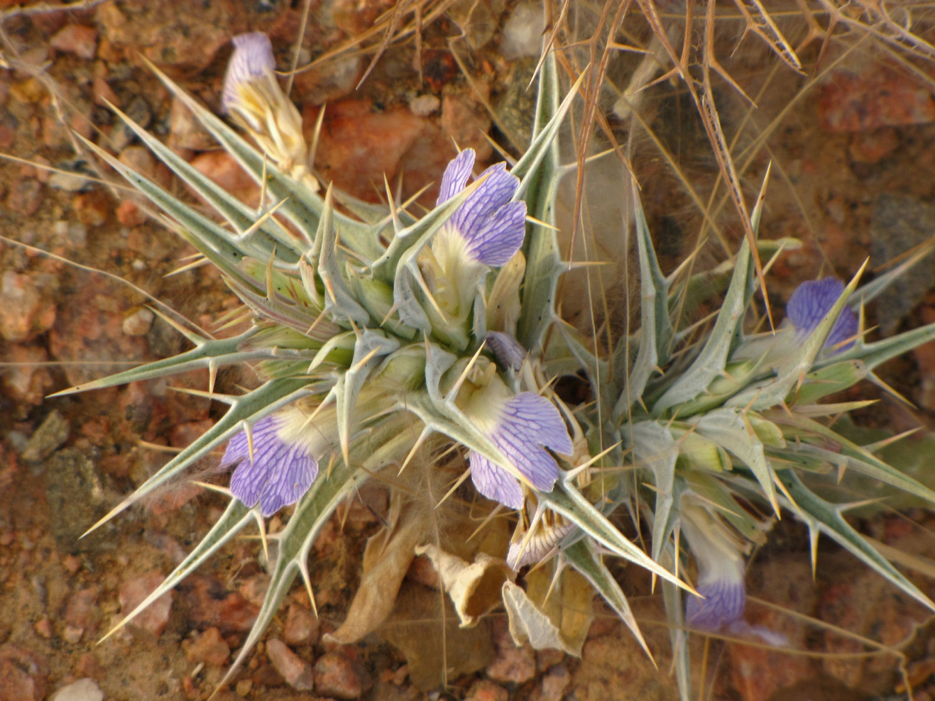 Изображение особи Blepharis attenuata.