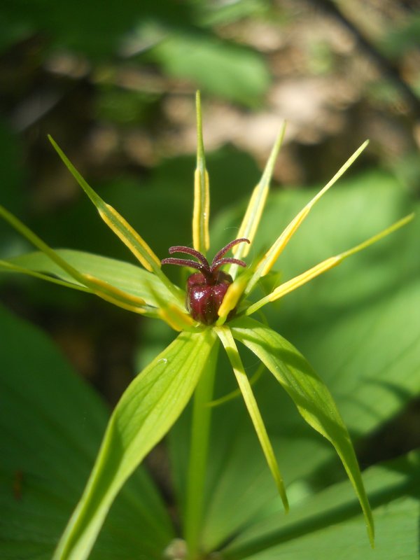 Image of Paris quadrifolia specimen.