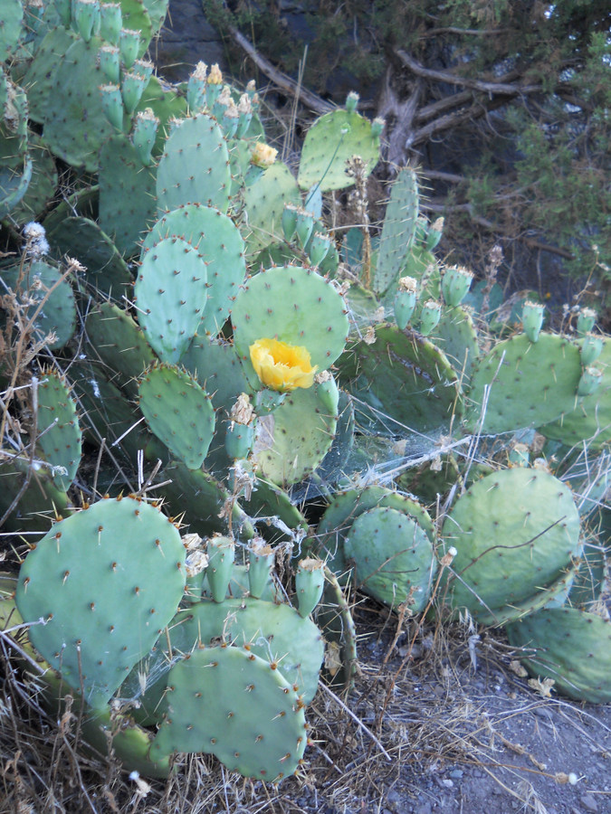 Image of Opuntia engelmannii ssp. lindheimeri specimen.