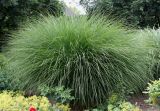 Miscanthus sinensis