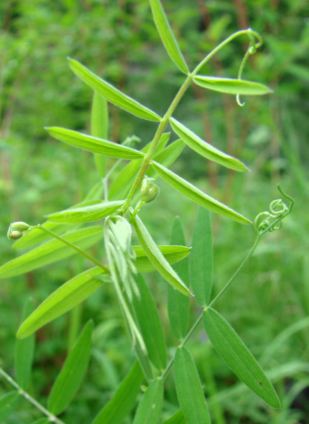 Image of Lathyrus pilosus specimen.