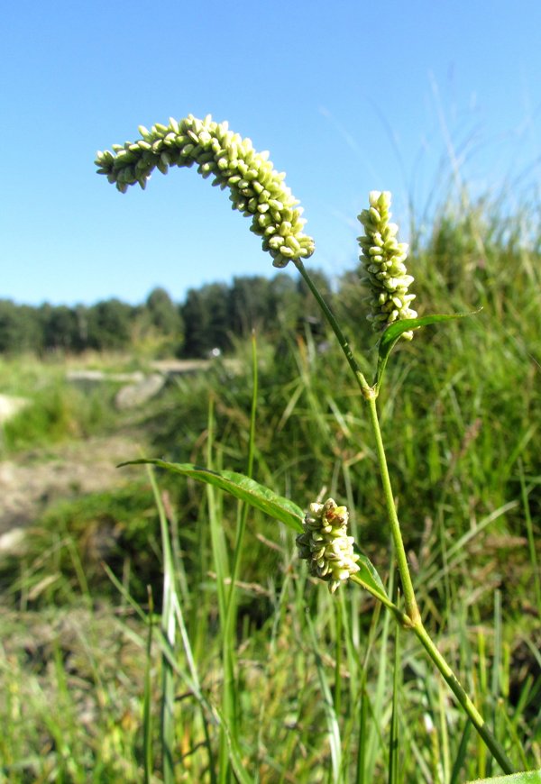 Image of Persicaria lapathifolia specimen.