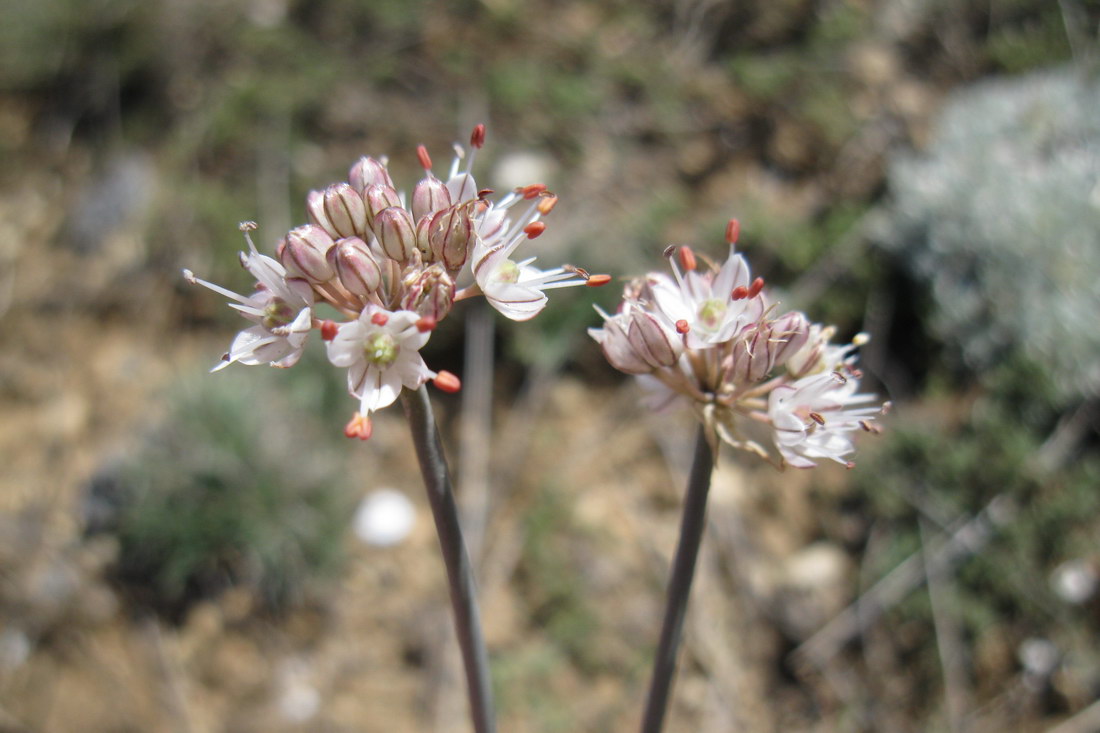 Image of Allium tarkhankuticum specimen.