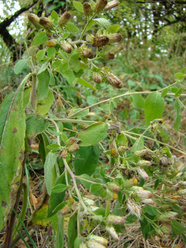 Изображение особи Inula conyza.