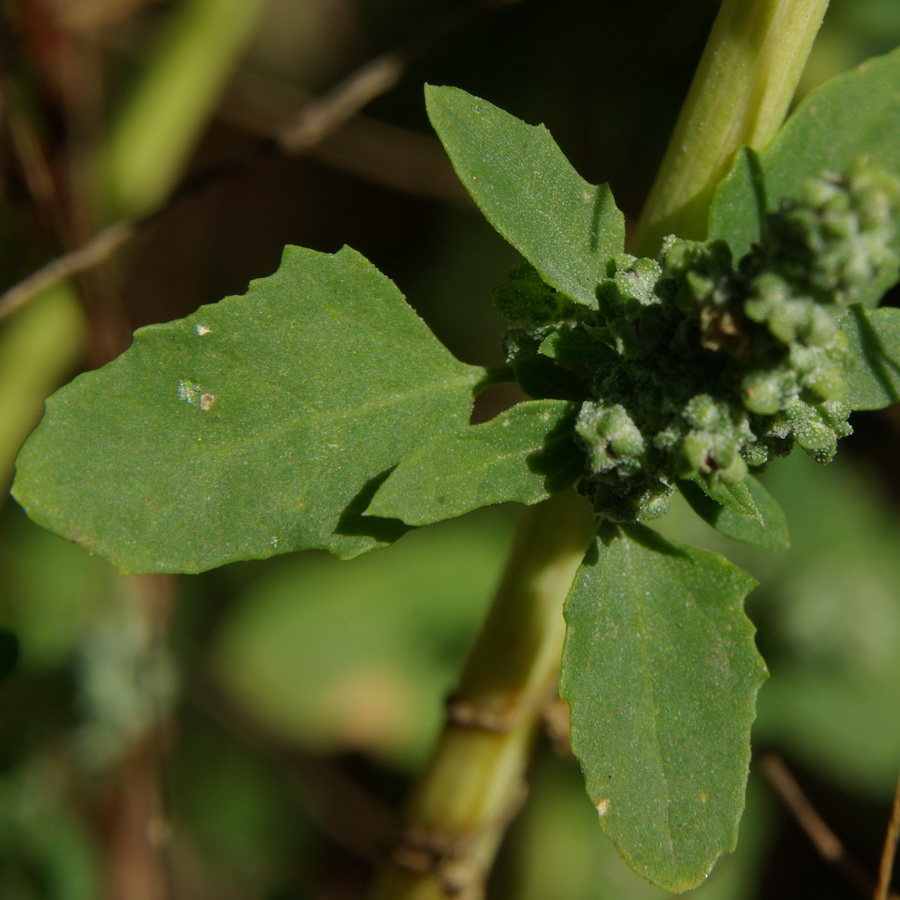 Image of Chenopodium zerovii specimen.