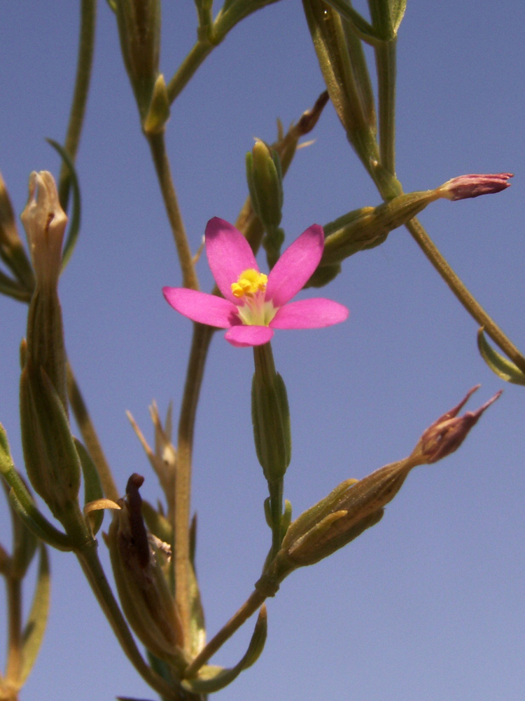 Изображение особи род Centaurium.