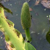 Lysichiton camtschatcensis. Часть листа и отцветшее соцветие. Германия, г. Krefeld, ботанический сад. 16.09.2012.