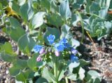 Mertensia maritima