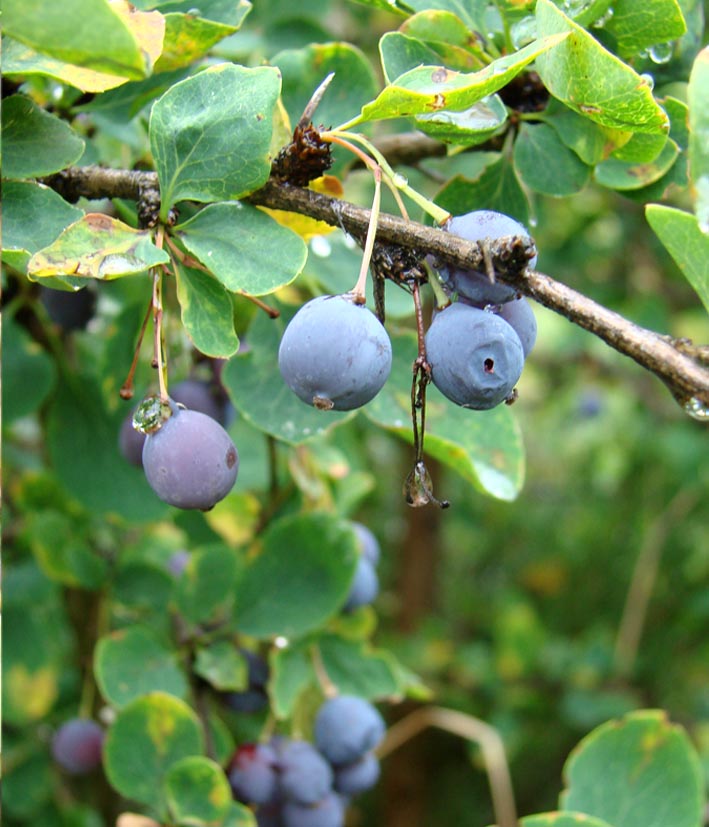 Image of Berberis sphaerocarpa specimen.