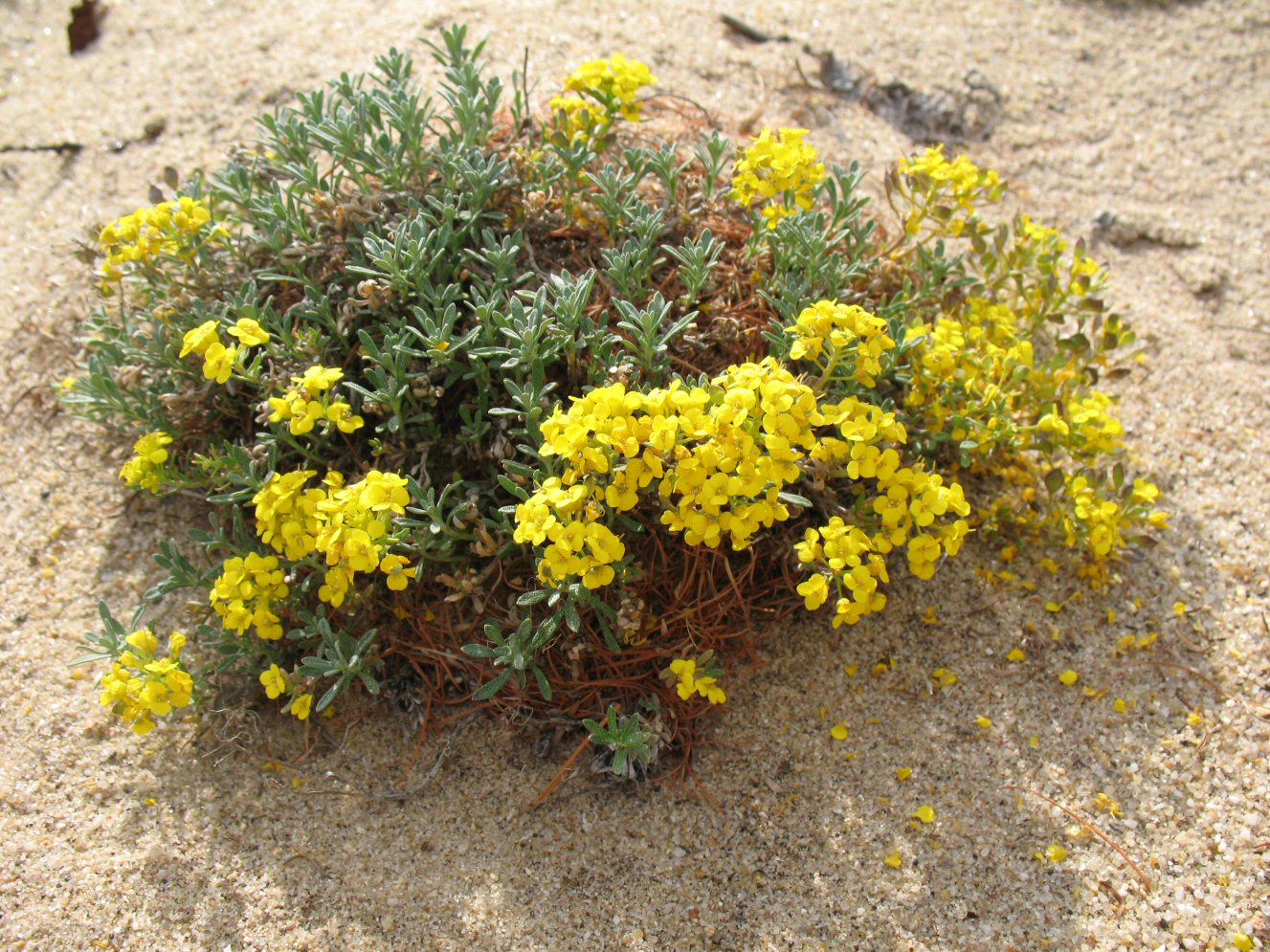 Image of Odontarrhena tortuosa specimen.