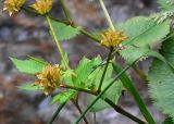 Caltha palustris