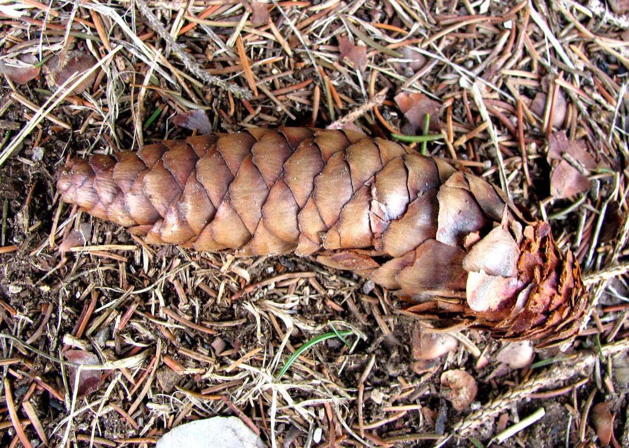 Image of Picea abies specimen.