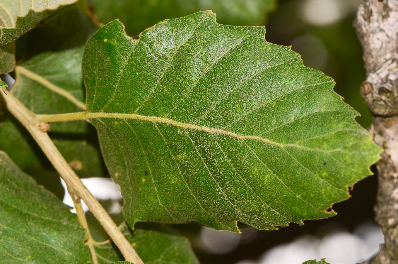 Image of Quercus ithaburensis specimen.