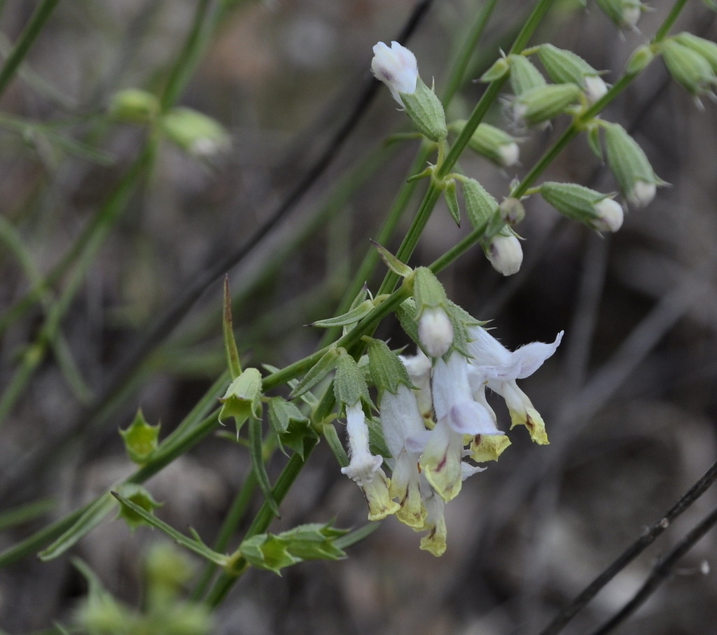 Изображение особи Stachys angustifolia.