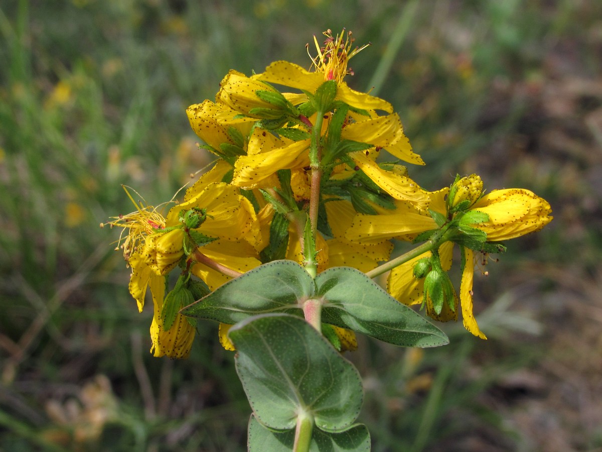 Image of Hypericum bithynicum specimen.