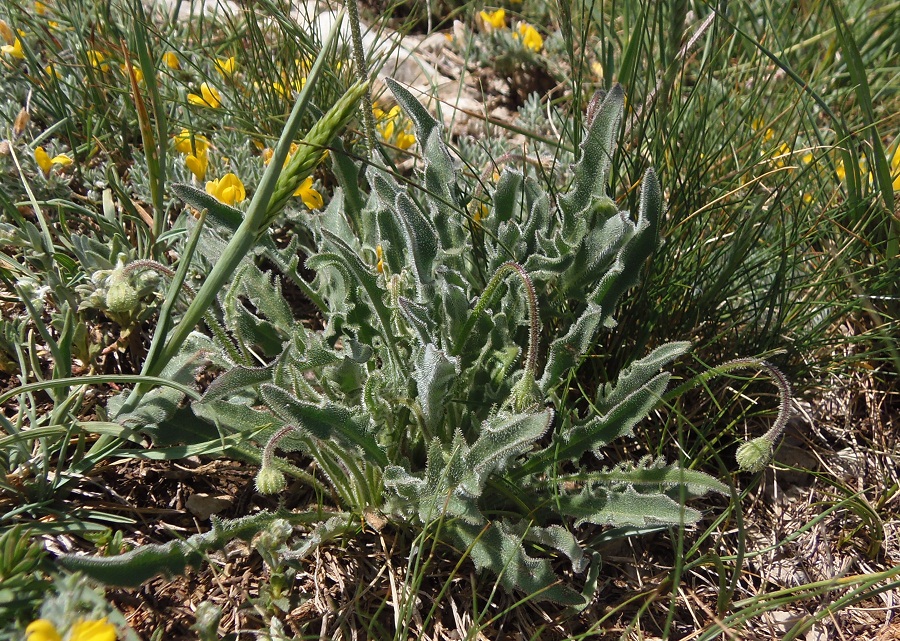 Image of Leontodon biscutellifolius specimen.