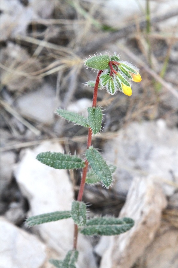 Изображение особи Onosma liwanowii.