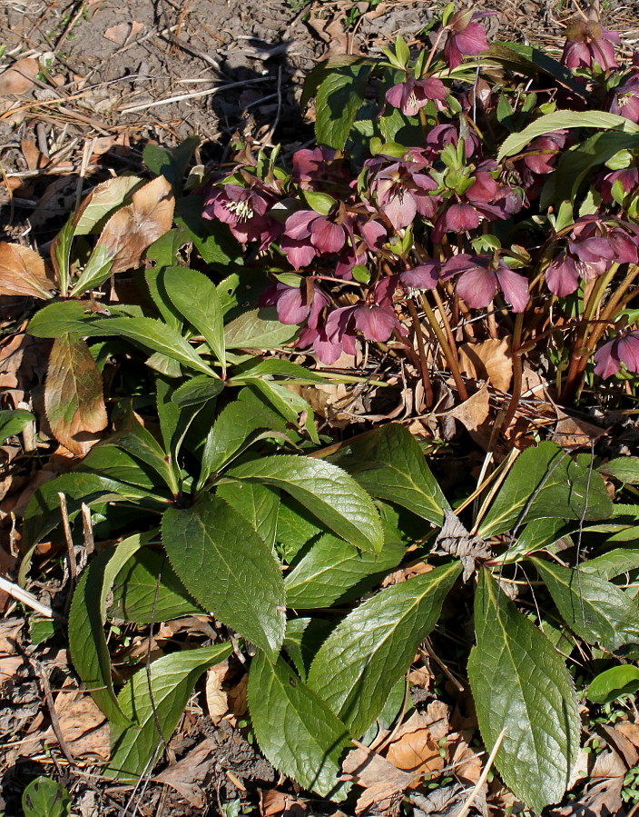 Image of Helleborus orientalis specimen.