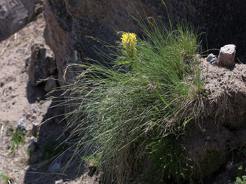 Image of Pedicularis condensata specimen.