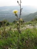 Centaurea salonitana. Средняя часть побега с соцветиями. Краснодарский край, окр. г. Геленджик, прибрежная гора, каменистый склон. 07.08.2013.