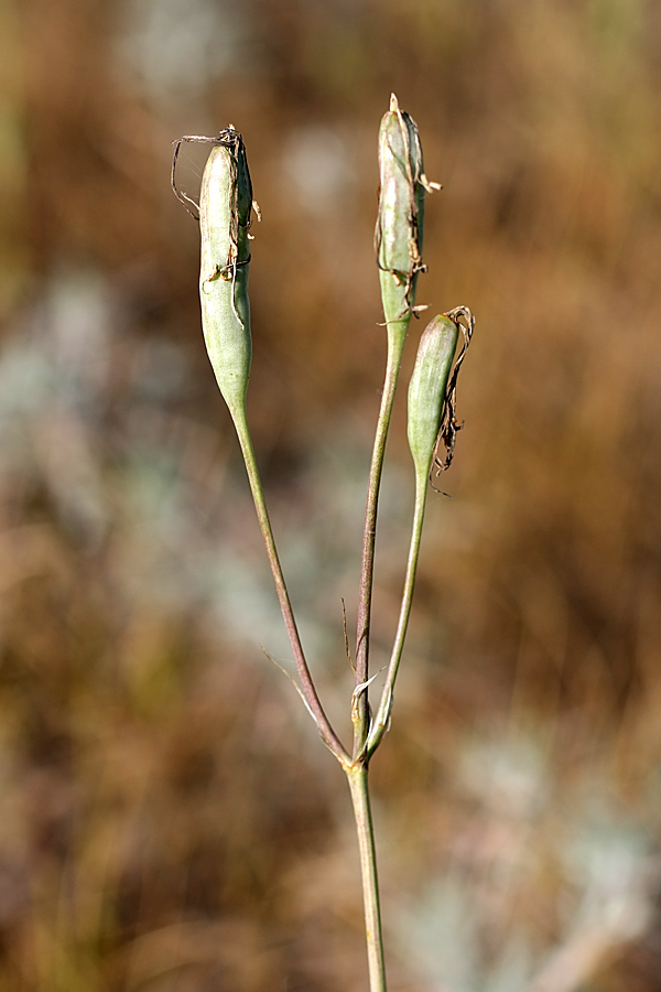 Image of Ixiolirion tataricum specimen.