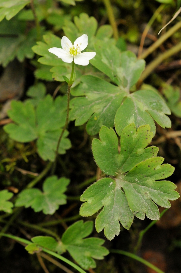 Image of Hepatica falconeri specimen.