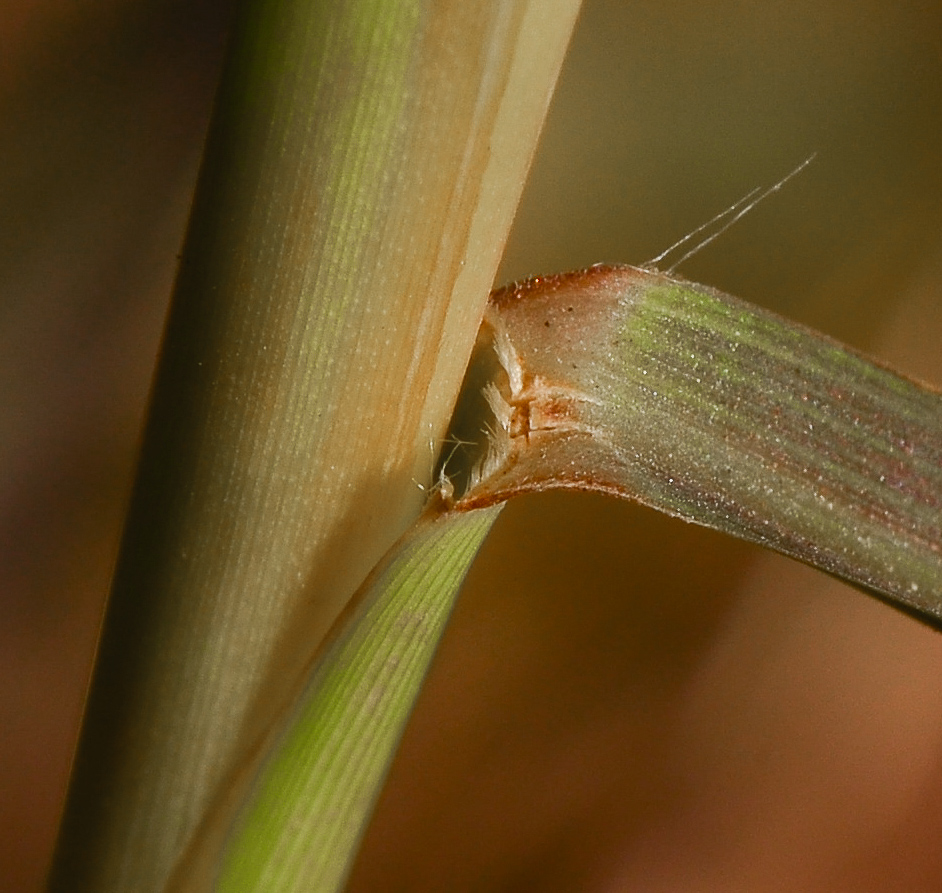 Изображение особи Pennisetum setaceum.